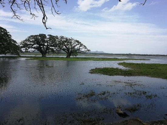 Olivia Homestay Anuradhapura Bagian luar foto